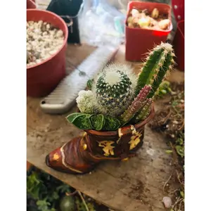Mini ceramic boot with succulents