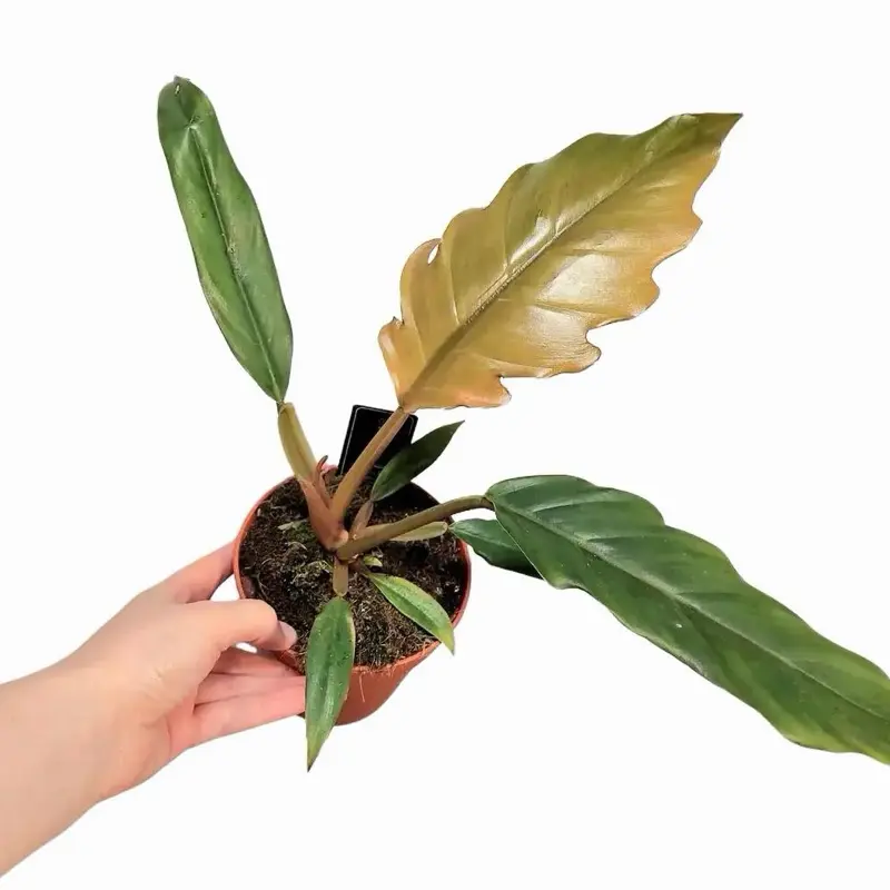 Philodendron Choco Empress – Indoor Live Plant, Velvet Heart-Shaped Chocolate Brown & Green Leaves, Medium, Climbing & Air Purifying, Bright Light