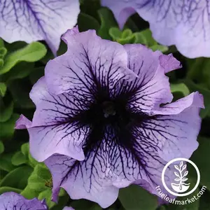 Petunia Seeds - Daddy Series (Pelleted)