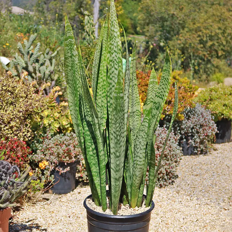 snake plant soil type - TikTok Shop
