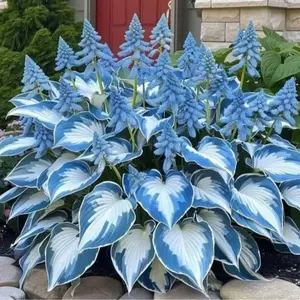 1000 pcs Hosta Seeds – Beginner-Friendly Shade Plants for Outdoor Growing