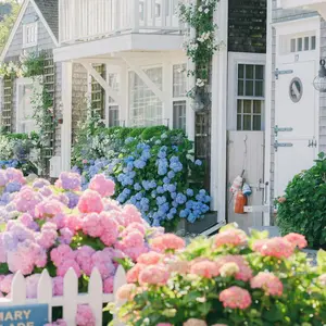 Mixed hydrangea seeds (about 50) , garden plants, home weddings, outdoor gardens, and plant decorations for planting perennial flowers, shrubs 020hbv