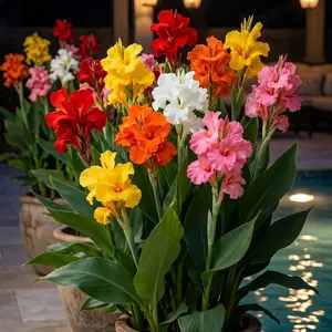 200 Pcs Hardy Perennial Canna Flower Seeds Mixed Colors Easy to Grow for Outdoor Garden Landscaping Backyard Pots Borders Bright