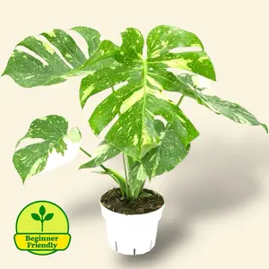 XL Monstera Thai Constellation 6” - Rare Variegated House Plant