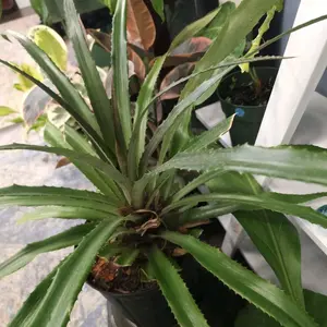 Pink Pineapple 3 gallon Pot