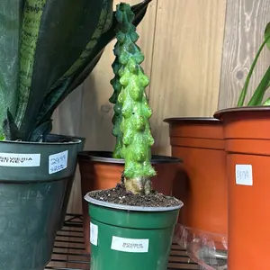 boobie cactus