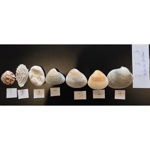 Natural Shell Magnets – Choose Your Design – One-of-a-Kind Coastal & Beach Refrigerator Magnets