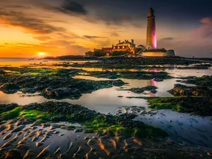 AnnAroma Candles Oakmoss & Sage Scented Wax Melts Aquatic Fruits Aromatic Notes Sea Greens Salty Nuances Oakmoss Sweet Tonka for Relaxing Atmosphere