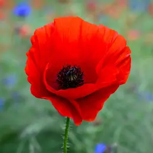 TomorrowSeeds - American Legion Poppy Seeds -  Red Corn Poppies Flanders Remembrance Day Drought Tolerant USA Garden Flower Seed 2024 Season