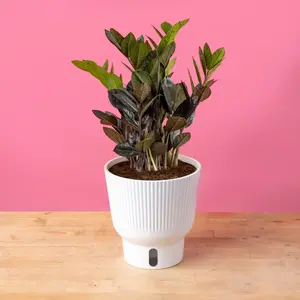 Raven ZZ Zamioculcas ‘Dowon’  | medium