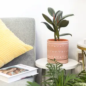 Ficus Elastica 'Burgundy' - Burgundy Rubber Plant