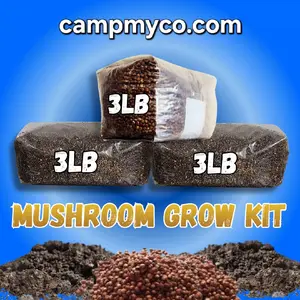 Mushroom Grow Kit - 9lbs Substrate - Includes: 3lb Sterilized Milo Grain Bag & 2 CVG Bulk Substrate Bags for Cultivation