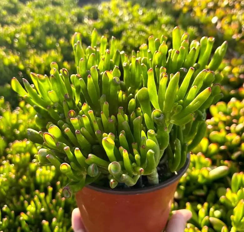 Live Crassula Ovata Gollum Plant - Shrek Ear Plant - Gollum Jade Plant - Ogre's Ears Plant - Finger Plant - 4 Inch Pot