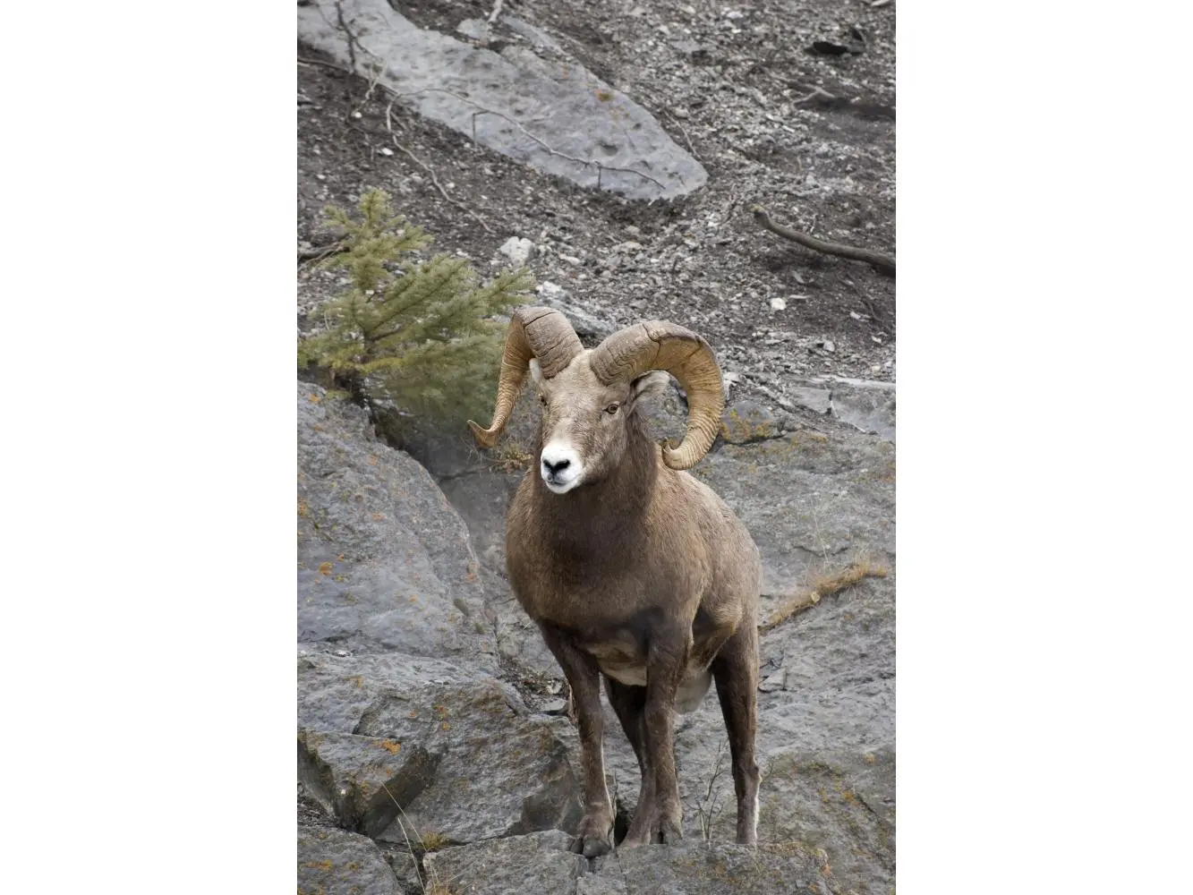 Posterazzi DPI1840549 1-Piece Precise Bighorn Sheep (Ovis Canadensis) Photography Poster Print, 22x34 in Large Format Animal Print Nature Art Home Decor Wall Art, Ideal for Gifting, One-Piece