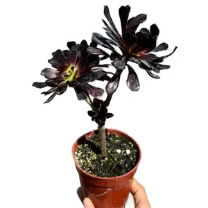 Aeonium Black Rose Tree form 4 inch pot
