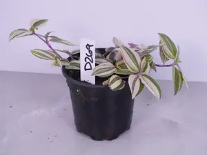 Tradescantia Mundula Tricolor | Variegated Tradescantia | Trailing Plant