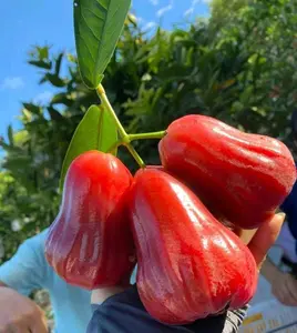 1000+ Wax Apple Seeds  – Non-GMO Tropical Fruit Seeds, All Seasons Planting, High Germination, Sweet & Juicy Rose Apple, Fast Growing, Easy to Grow for Home Garden, Patio, Balcony & Greenhouse
