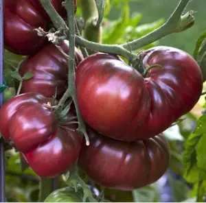 Organic Black Krim Tomato Seeds (Solanum lycopersicum) – Dark, Smoky Flavor, Beefsteak Variety, Excellent for Slicing and Fresh Eating – 15+ Seeds
