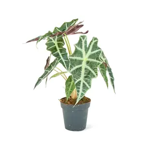 Alocasia 'Polly', Small