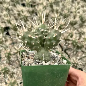 Paper Spine Cactus, Tephrocactus Articulatus, Pine Cone Cactus, Rare Cactus in 3" pot