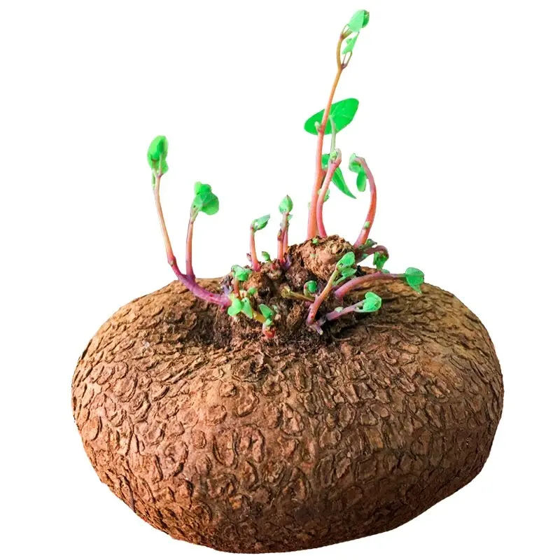 Stephania Erecta Tuber, Scenic Caudex Climbing Vine Bulb, Low Maintenance Houseplant, Perfect Plant Collector Gift