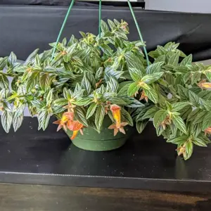 Goldfish Lava Rock Plant Plug (Nematanthus gregarius) – Unique Blooming Houseplant – Perfect for Small Spaces with Low Maintenance