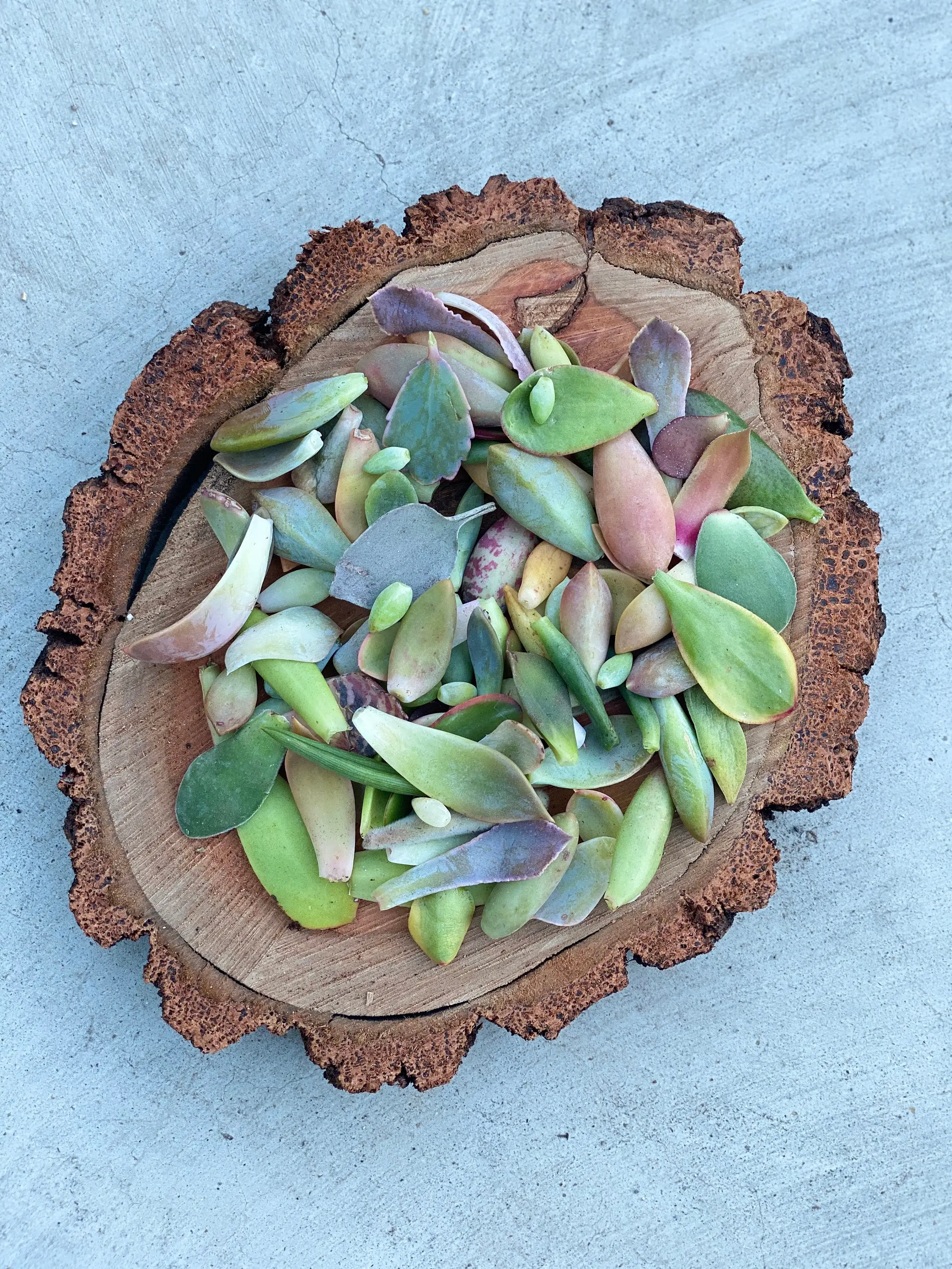 50 Succulent Leaves for Propagating Succulents