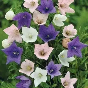 Chinese Bellflower Mixed (3 Bareroots) Balloon Flowers