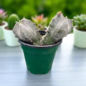 Astrophytum Myriostigma "Fred" Cactus - Unique Monstrose Cultivar with Irregular Growth Patterns & Crested Stems - Bonsai Style