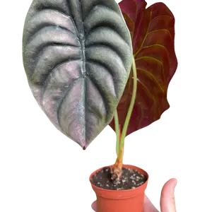 Alocasia 'Red Secret'