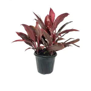 Auntie Lou Hawaiian Ti Plant - Live Plant in an 10 Inch Growers Pot - Cordyline Terminalis 'Autie Lou' - Beautiful Indoor Outdoor Air Purifying Tropical Houseplant