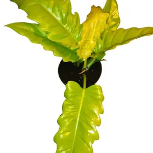 Philodendron Crocodile