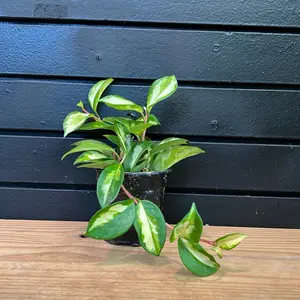 Hoya Princess 4 Inch Potted Plant