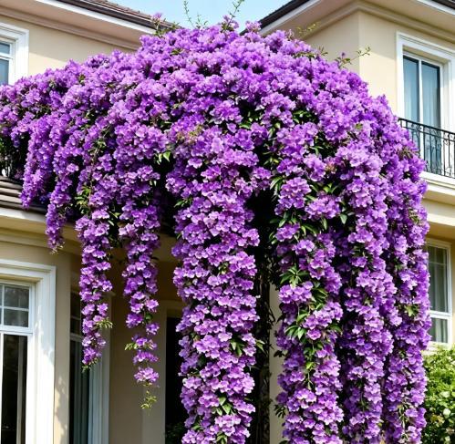 Mansoa alliacea Non-GMO Seeds – Sweet-Scented Garlic Vine Seeds, Easy to Grow, Colorful Purple-Pink-White Flowers, Perfect for Balcony, Patio & Garden Climbing Vine, Beginner-Friendly