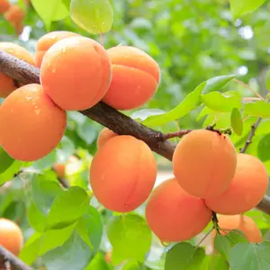 Apricot Seeds - Organic, Heirloom, Open Pollinated, Non GMO - Grow Indoors, Outdoors, In Pots, Grow Beds, Soil, Hydroponics & Aquaponics