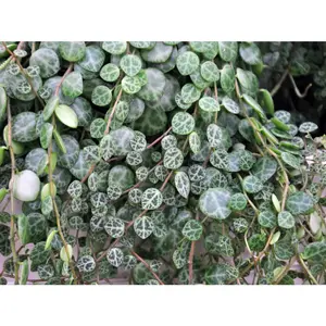 String of Turtles -2" Pot -Peperomia prostrata-Terrarium/Fairy Garden/Houseplant