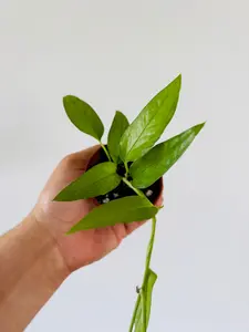 Epipremnum Pinnatum 'Skeleton Key' - 2" Pot