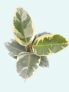4" Tineke Rubber Tree - Ficus Elastica Tineke - Variegated Live Plant - Easy Care Houseplant