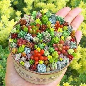 200 PCS Rare Beautiful Mixed Mini Succulents DIY Bonsai Seeds for Planting Ornamental Plant