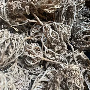 Rose de Jericho/ Resurrection Plant/Flower of Mariam/ from Saudi Arabia 4 oz