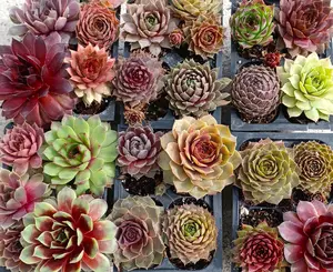 Hens & Chicks Succulents (Sempervivum) – 24 Pack (2 Dozen) | 2-Inch Assorted Variety