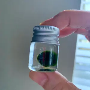 Marimo Moss Ball “Chubby Pet in the Jar” - Lazy People Plant, Live Plant, Aquarium Plant, Mini Aquarium Starter House Plant - 8-12mm Size aquatic plant aquarium plant dwarf water