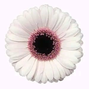 Mini Gerber Abby Lou - 60 Stem Bunch