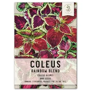 Rainbow Coleus Seeds For Planting (Coleus blumei)