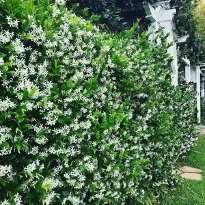 30 Mixed Jasmine Seeds - Non-GMO and Easy to Grow - Fast climbing, sweet smelling vine that instantly beautifies balconies, fences, arches and garden walls - Creates a romantic, lush vertical garden filled with blooming white stars and heavenly fragrance