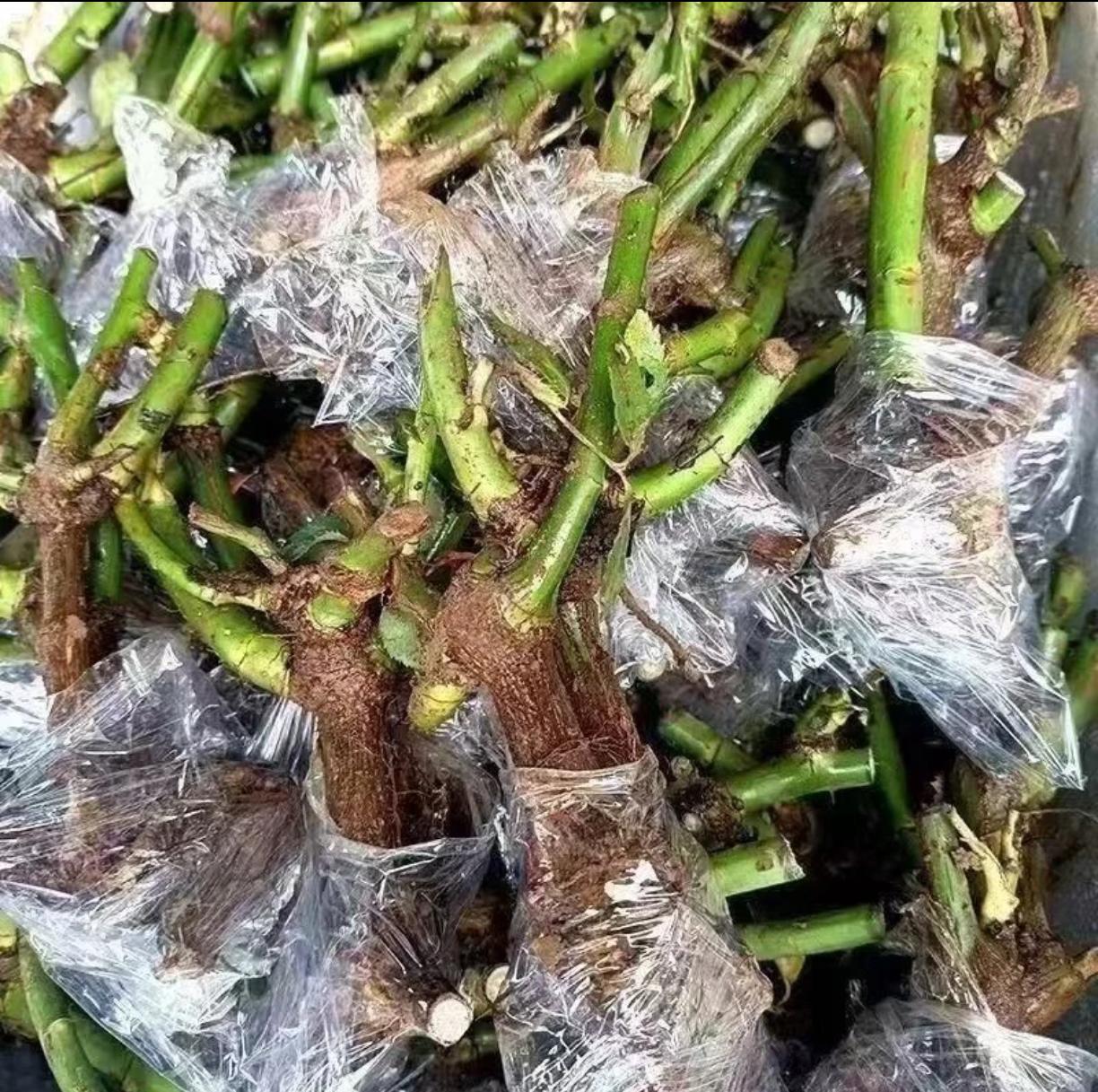 Climbing Rose Bare Root, Ready to Plant When Arrives, Long Blooming & Easy Growing, Perennial for Small Garden, Patio or Balcony