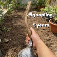 5-year-old fig saplings