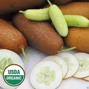 CUCUMBER SEEDS - Poona Kheera Organic Seed for Cucumber Plantation