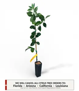 Pineapple Orange Tree | No Ship CA AZ LA FL | US Citrus Nursery | Sweet Tropical Flavor, Historic Florida Variety, Natural Live Citrus Plant, Perfect for Juicing, Indoor Outdoor Fruit Tree