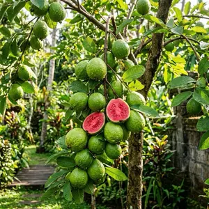 50 Pink Guava Seeds for Planting in Pots Greenhouses & Outdoor Gardens Ideal for Home Gardening Warm Climates Full Sun Exposure